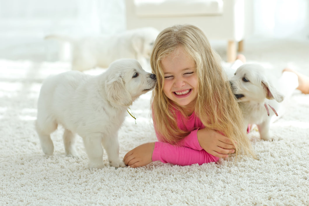 Green non toxic carpet cleaning services in Michigan